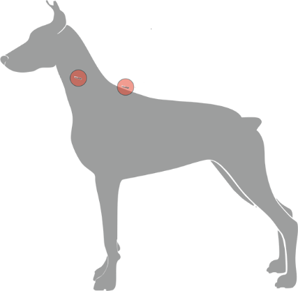 Microchip implntation locations on a dog - worldpetnet