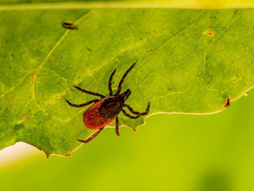 Temporada de garrapatas – ¿Cómo proteger a su mascota?