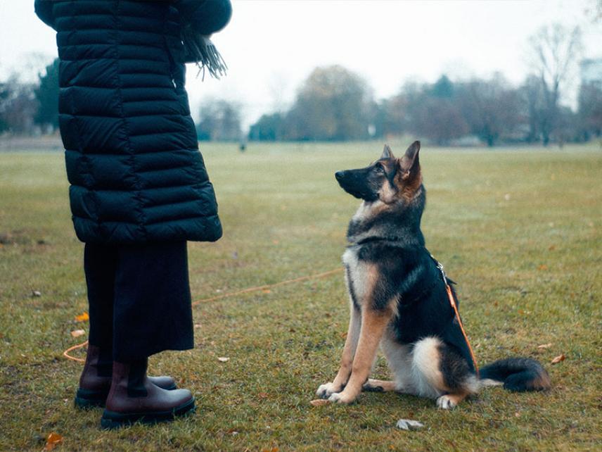 La socialisation du chien – Comment bien la réaliser ?