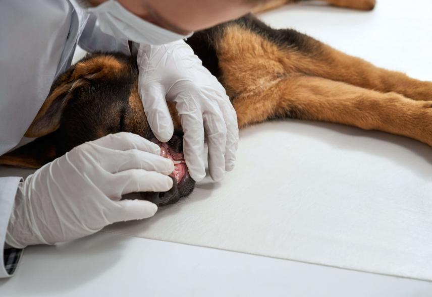 Tollwut &ndash; Pflichtimpfungen f&uuml;r Hunde und die Bedeutung der Tieridentifizierung