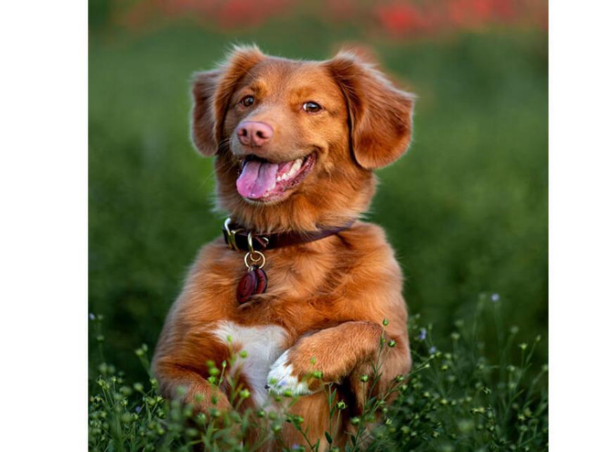 Collar para perros - ¿Cómo elegir y ajustar el modelo adecuado?