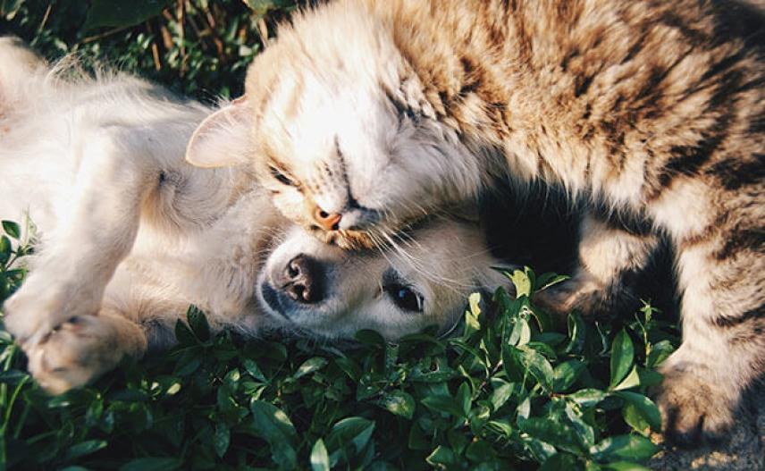 A Dog and Cat in the Same House