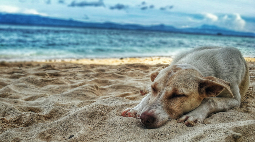 pies na plazy