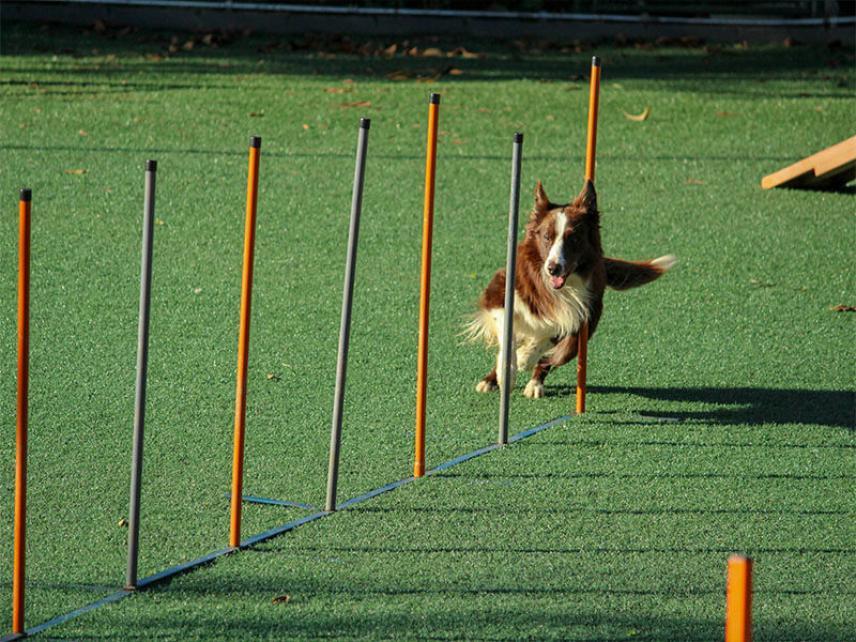 Área de recreo para perros - ¿urbana o en casa?