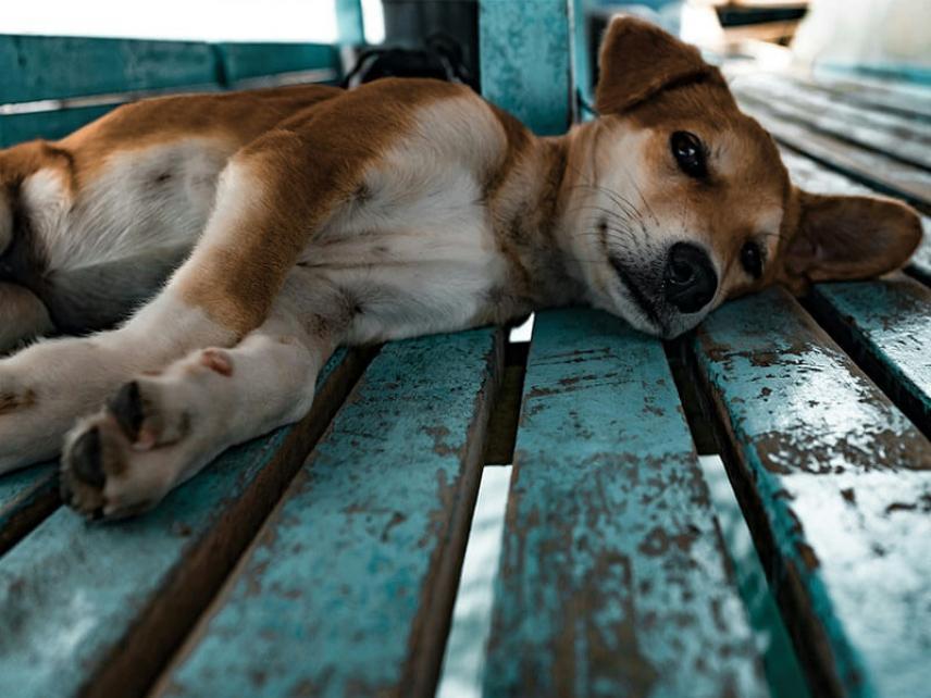 Separation Anxiety - How to Help Your Dog?