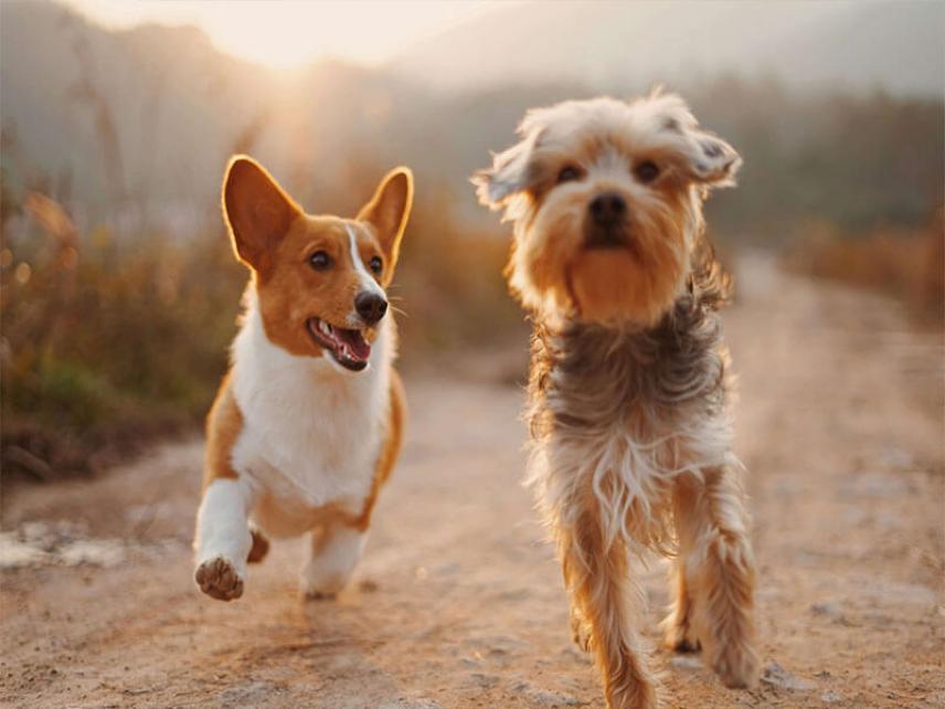 Calendario de vacunación de tu amigo canino