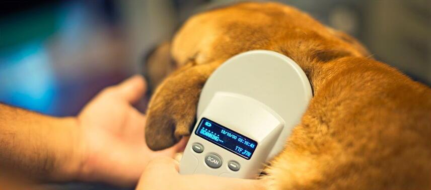 How to quickly and accurately identify a pet in a few easy steps