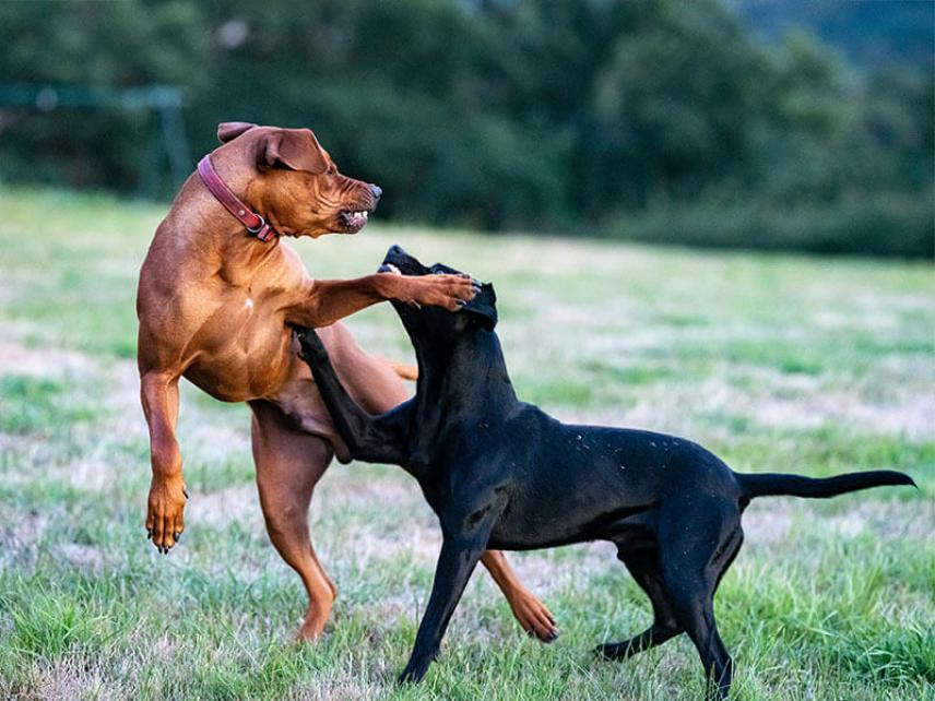 Wie geht man mit einem aggressiven Hund um?