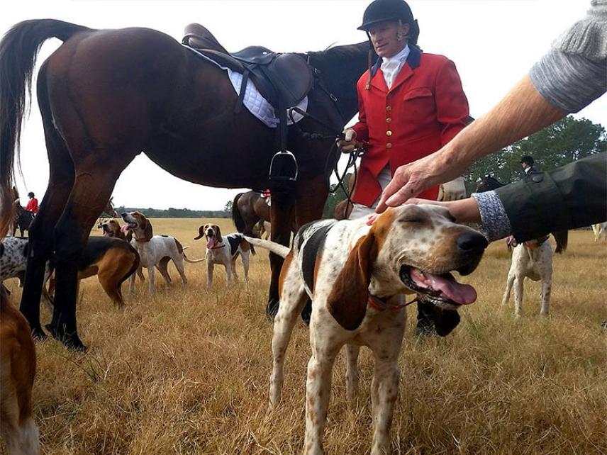 Instinct du chien – Comment éduquer correctement un chien de chasse ?