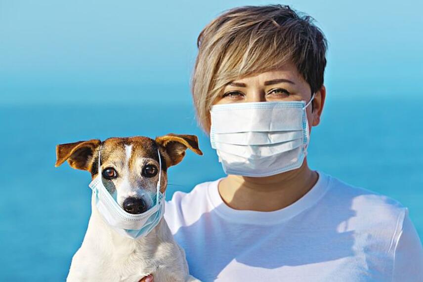 SARS-CoV-2 – Coronavirus – are animals dangerous to us?
