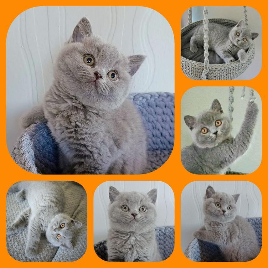 Mimki*PL breeding centre Cat british shorthair Polska WPN