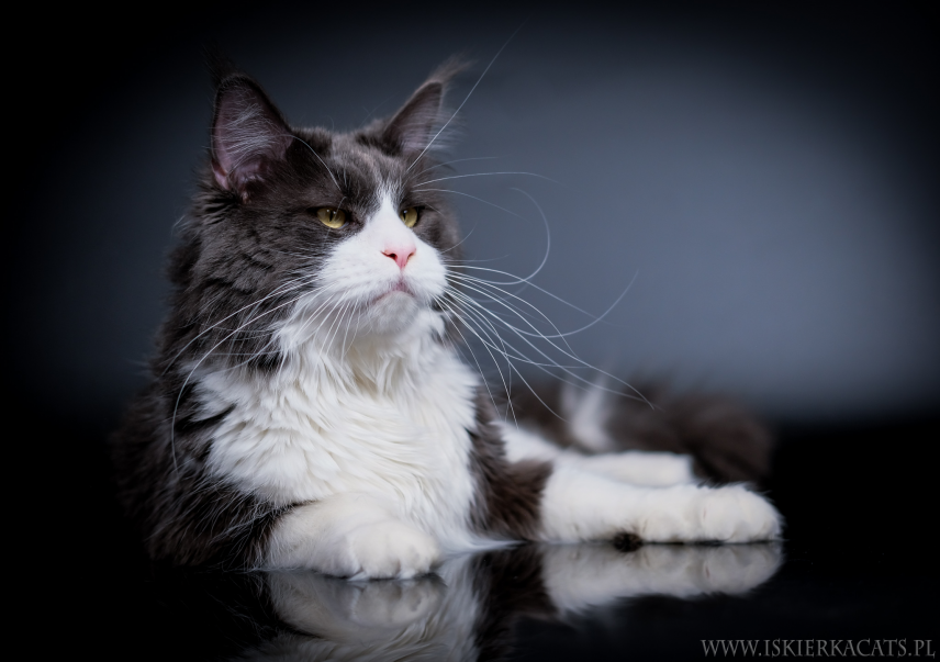 Iskierka*PL breeding centre Cat maine coon Polska WPN