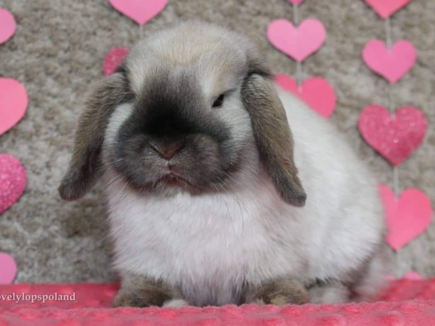 Name: Lovely Lops Poland breeding centre Rabbit Mini Lop Polska ...