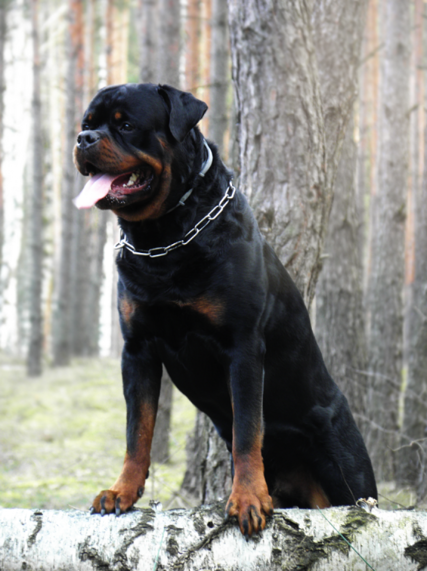 Vom Rottweiler Name: IVAN vom Hause Rottik (FCI) sire Dog rottweiler Polska ...