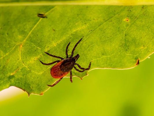 Article graphic – WORLDPETNET - Tick Season – How to Protect Your Pet?