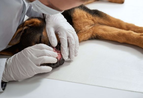 Grafika do artykułu - WORLDPETNET - Wścieklizna &ndash; obowiązkowe szczepienia ps&oacute;w i znaczenie identyfikacji zwierząt