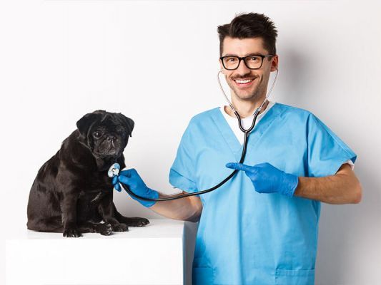 Article graphic – WORLDPETNET - How to Choose the Best Veterinarian for Your Pet?