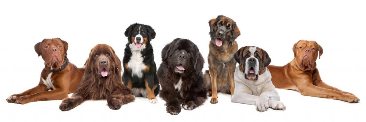 Imagen de artículo: WORLDPETNET - Dogs for people with allergies