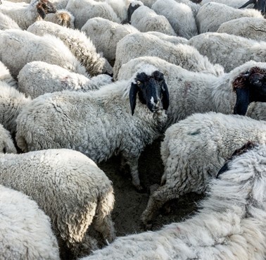 Pet graphic – WORLDPETNET