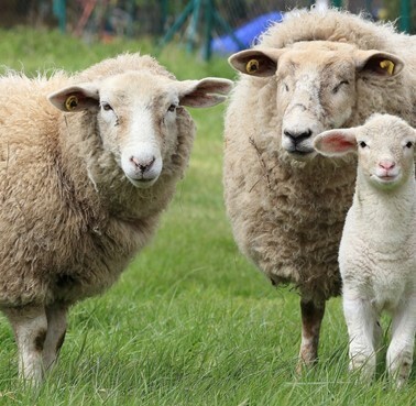 Pet graphic – WORLDPETNET