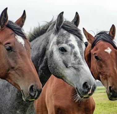 Pet graphic – WORLDPETNET