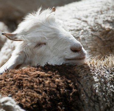 Pet graphic – WORLDPETNET