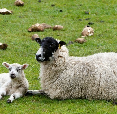 Imagen del animal: WORLDPETNET