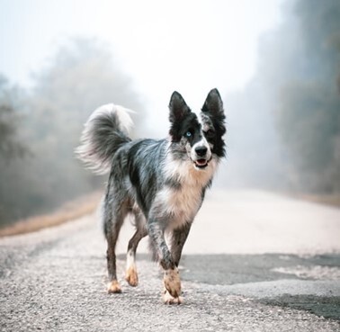 Pet graphic – WORLDPETNET