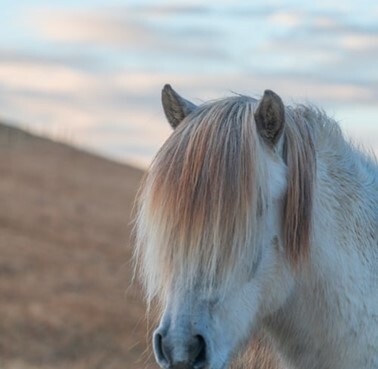 Tiergrafik – WORLDPETNET