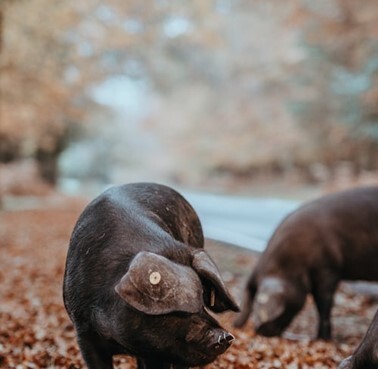 Pet graphic – WORLDPETNET