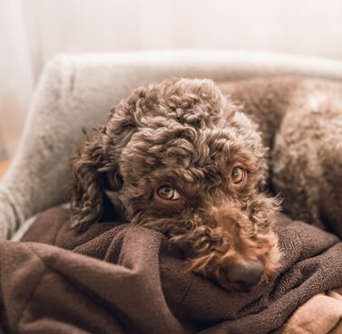 Pet graphic – WORLDPETNET