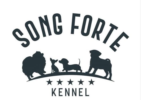 SONG FORTE - ARGENTINA