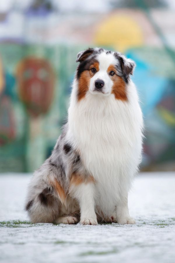 MAGICAL TALE OF DRAGONS