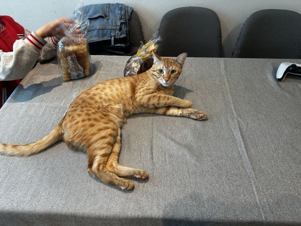 DZIKUSEK - Imagen del animal perdido