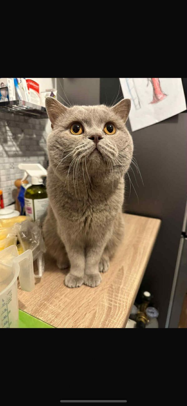 BENEK - Missing pet photo