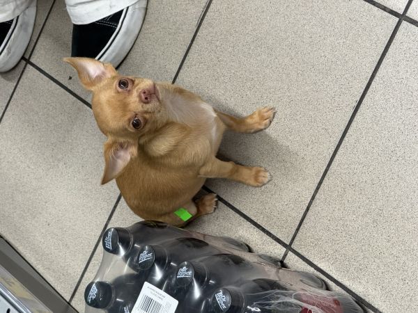 MAYO - Missing pet photo