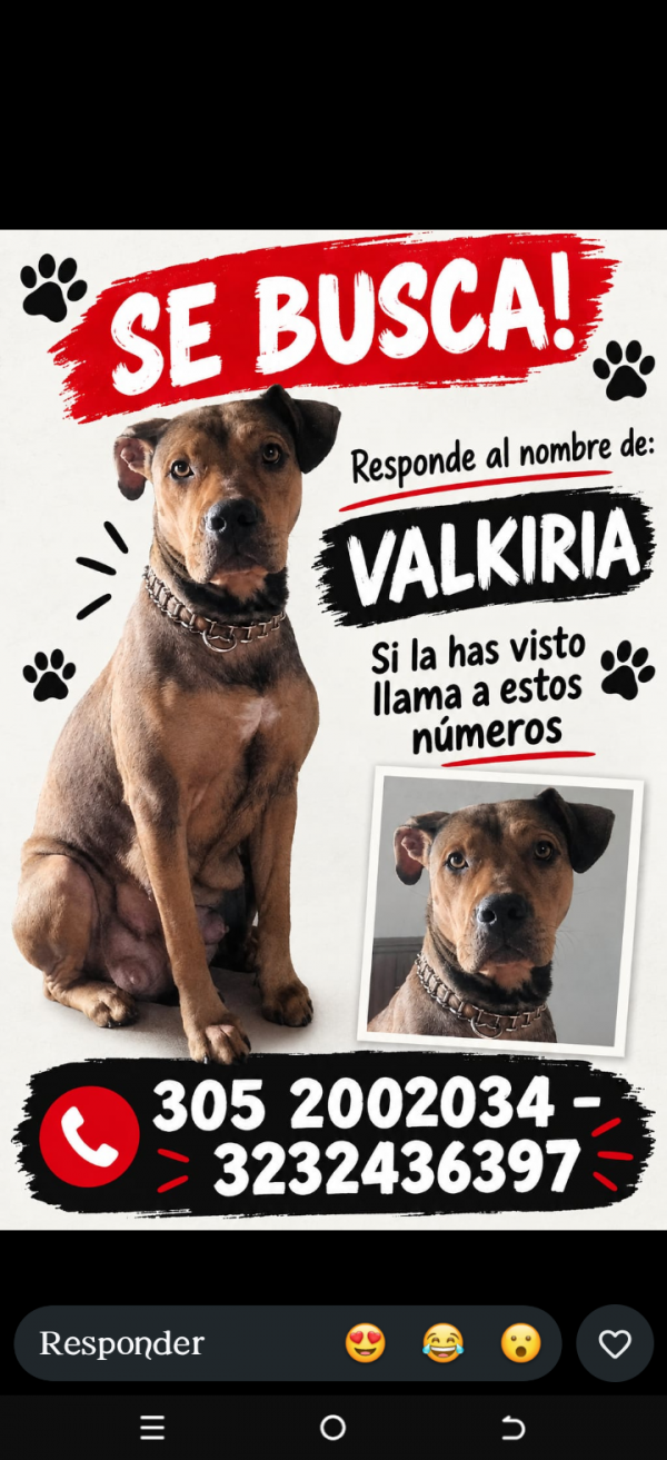 VALKIRIA - Imagen del animal perdido