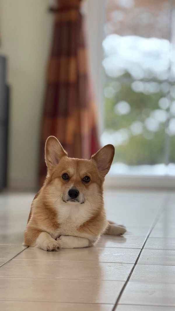 TOMMY - Missing pet photo