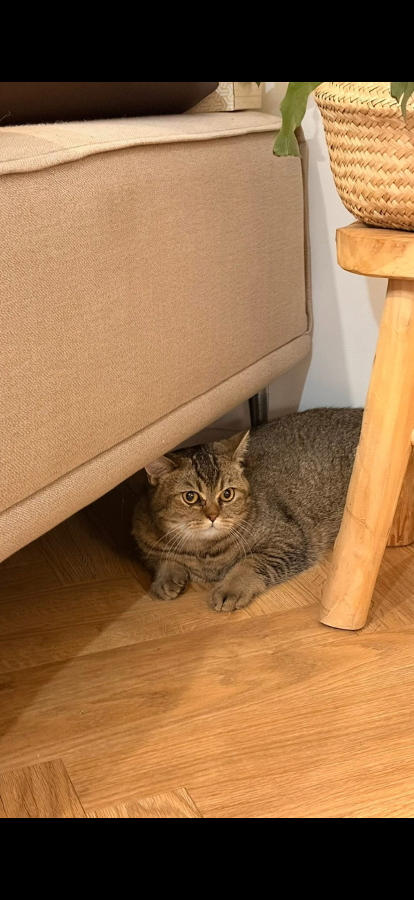 GUCIO - Imagen del animal perdido