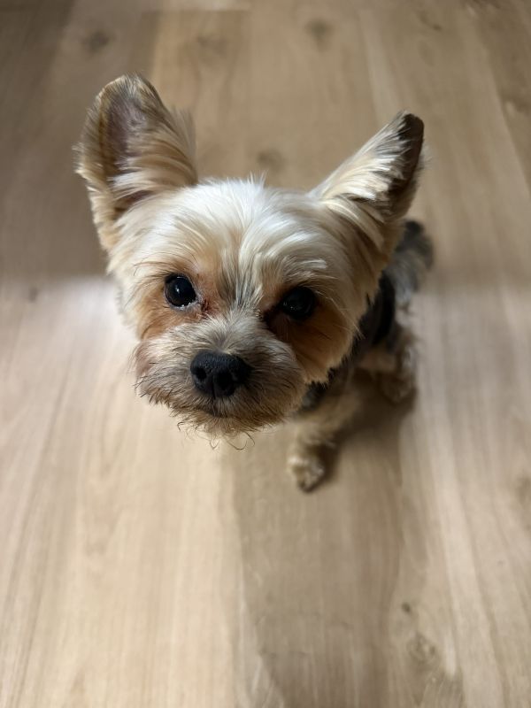 MŁODY - Photo de l&rsquo;animal perdu