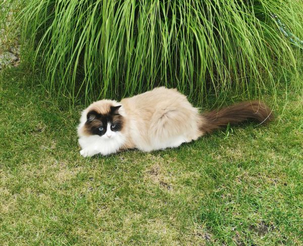 JULEK - Imagen del animal perdido