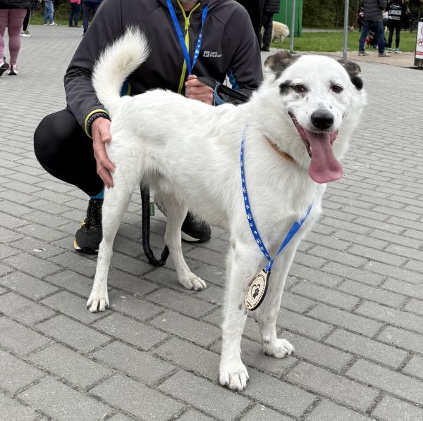 FUKS - Missing pet photo