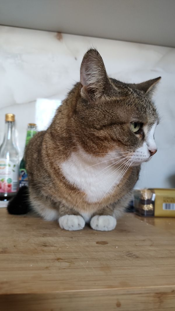 LUCY - Imagen del animal perdido