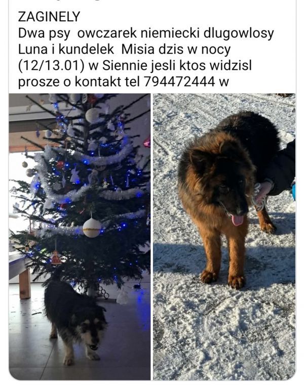 MISIA - Missing pet photo