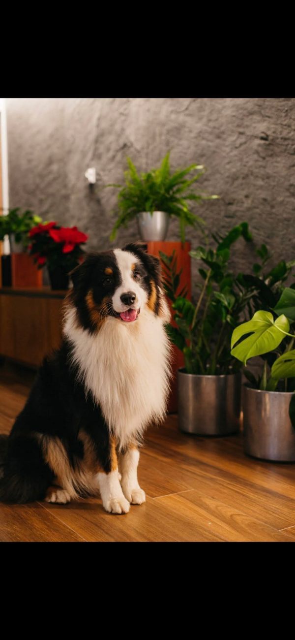 MAGNUS - Imagen del animal perdido