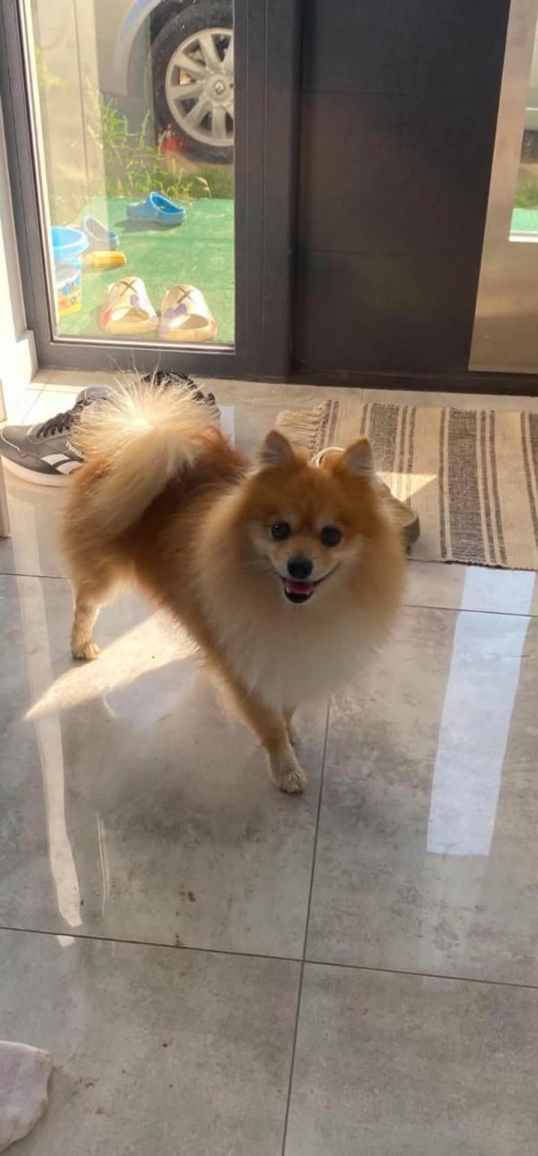 LISEK - Imagen del animal perdido