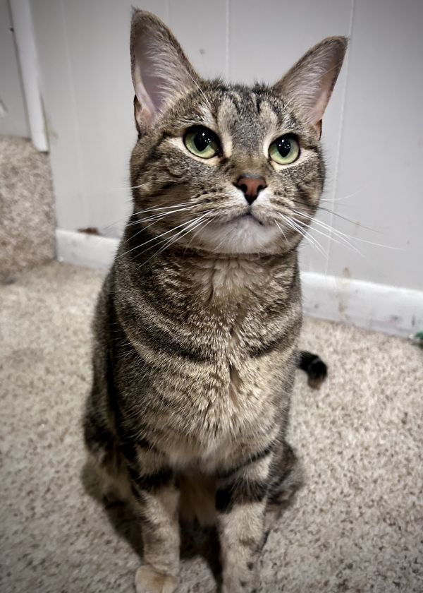 LEELA - Missing pet photo