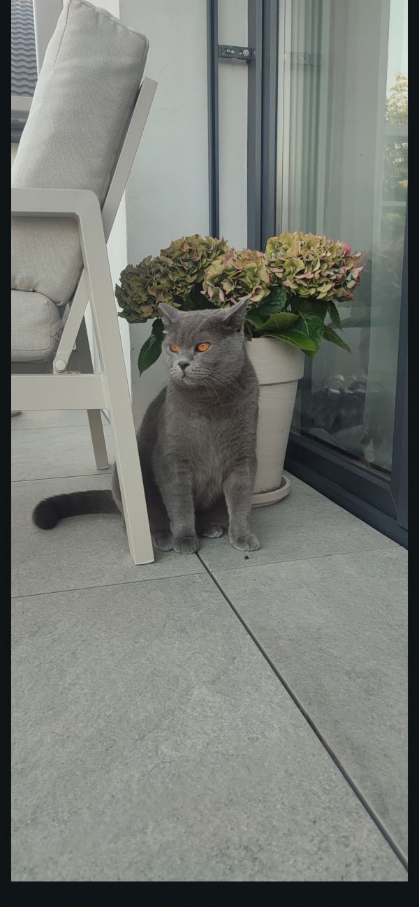 BRUNO - Missing pet photo