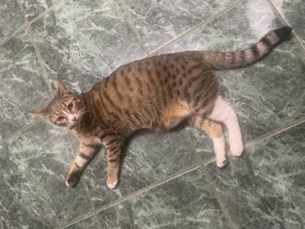 KITTY - Missing pet photo