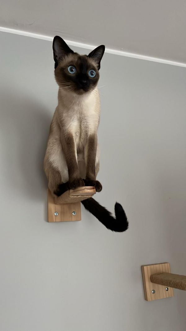 ORIANA - Missing pet photo